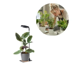 Plantelys Lampe | 2 pak | 4.7 PPF | 5W | Justerbar Højde | Timer | VERDI V2 | Sort