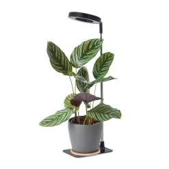 Plantelys Lampe | 4.7 PPF | 5W | Justerbar Højde | Timer | VERDI V2 | Sort